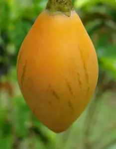 Solanum betaceum Yellow Fruit | Tamarillo | Tree Tomato | 20_Seeds