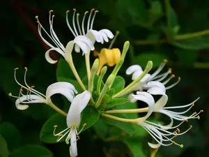 Japanese Honeysuckle Lonicera Japonica Live Plant in 4" Pot with Soil