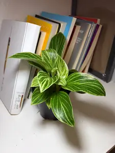 RZ-31   Philodendron White Birkin Live Plant – 4 Inch Pot Variegated Indoor Philodendron Houseplant | Decorative White Pinstripe Foliage Plant for Home & Office |Natural Aroid Collection Plant rare collector garden outdoor patio