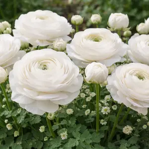 Ranunculus White Bulbs – Spring Flowers for Garden & Cutting – Hand Picked Nursery