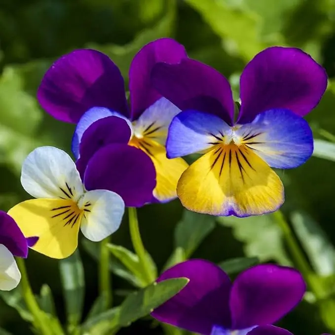 Outsidepride Johnny Jump Up Viola Wild Flower Seeds  Easy-to-Grow, Compact & Hardy Perennial Seeds for Planting Outdoors, Ideal for Pollinators, Garden Beds, Containers, & Hanging Baskets