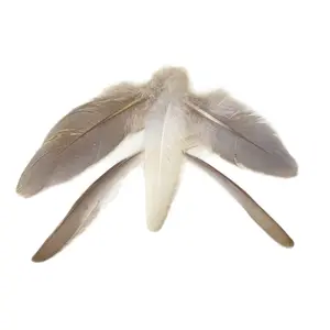 Wall Hanging Bird feather designs, names, & individual feathers pasted on white foam-poster board, using Notheast common backyard bird feathers. wall decor frameless dopamine father day living room aesthetic art Magical preppy