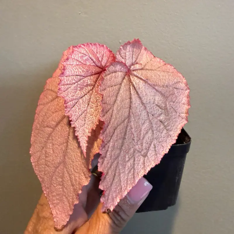 Begonia U093 Begonia U093