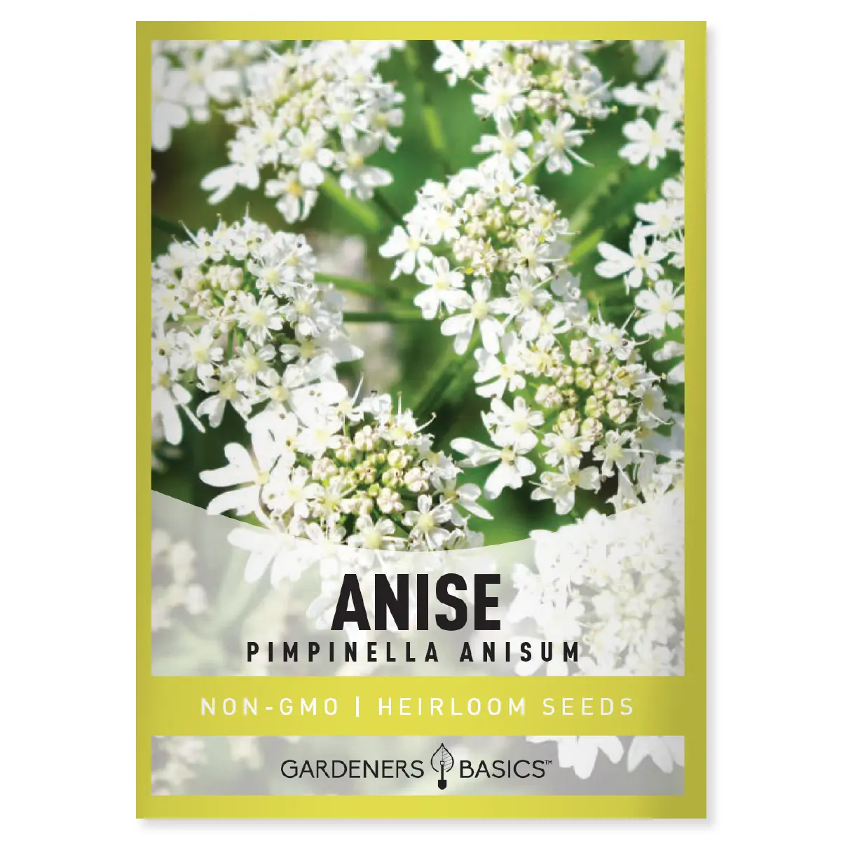 Anise Seeds