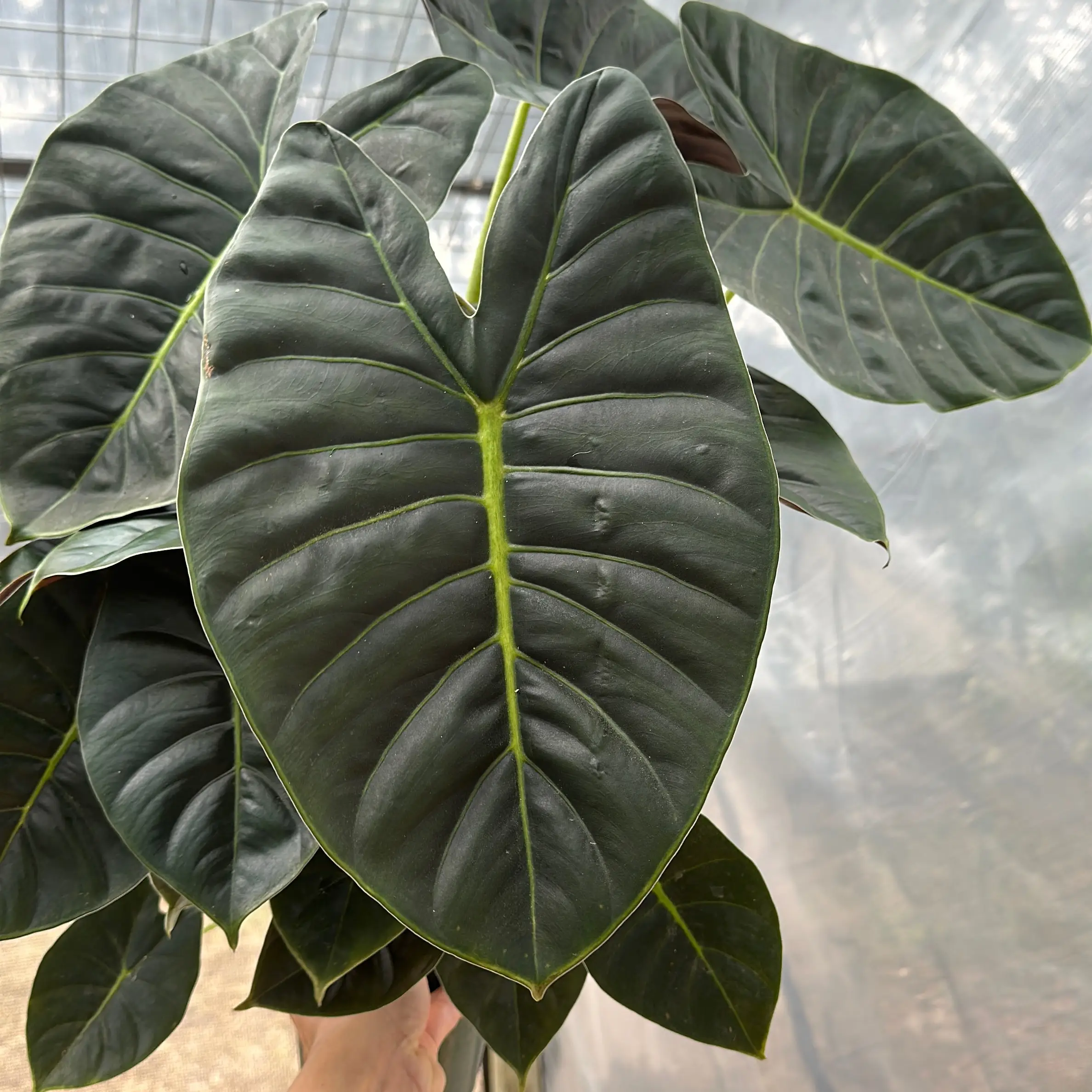 Alocasia Golden Bone 6" pot Live Tropical House Plant | Rare Collector's Plant with Unique Leaves