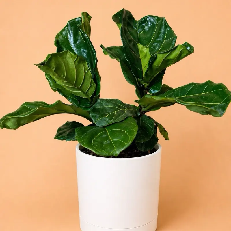 is fiddle leaf fig toxic to cats - TikTok Shop