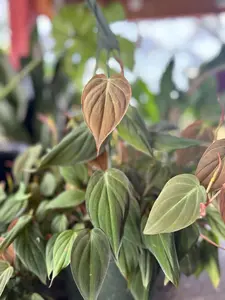 Philodendron Micans | 8 In. | House Plant | Decoration | Live Plant