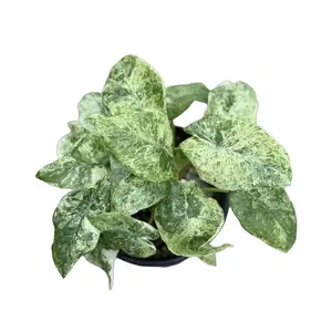 Alocasia Batik Variegated 4” Live Indoor Houseplant - Alocasia Variegated Batik Odora Fully Rooted - Rare Indoor Tropical House Plants - Plant Gifts for Home Decor