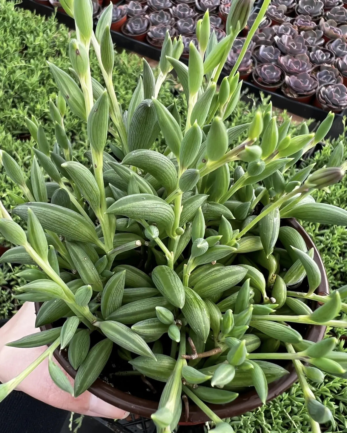 String of Bananas, Trailing Succulent, Hanging Plant, Rooted Plant in 4'' pot