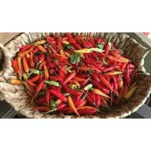 Ají Caballero Pepper Seeds - Dried Seeds for Planting - Ideal for Various Uses