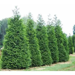 Green Giant Arborvitae ( Thuja plicata )
