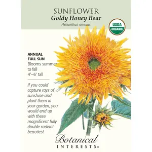 Goldy Honey Bear Sunflower - 25 Seeds - Organic