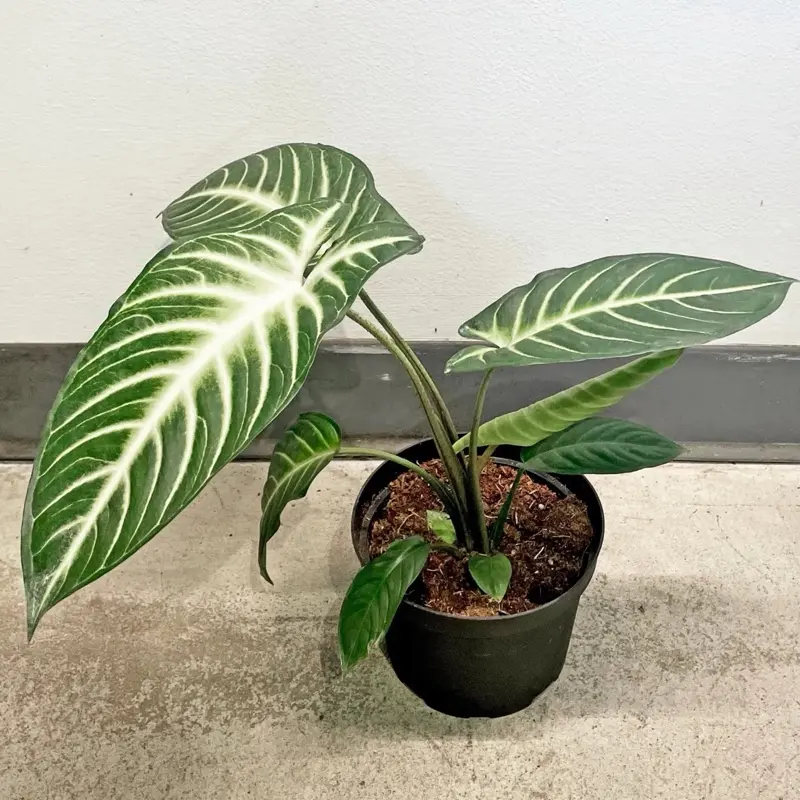 4" Xanthosoma Lendenii Magnificum - Indoor Live Plant, White Caladium, Rare Oval-Shaped Angelic Leaves, Medium Size, Decor-Ready & Gift-Worthy, High Humidity and Bright Light