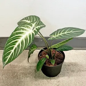 Xanthosoma Magnificum - Indoor Live Plant, White Caladium, Rare Oval-Shaped Angelic Leaves, Medium Size, Decor-Ready & Gift-Worthy, High Humidity and Bright Light