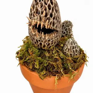 Decorative Morel Mushroom Sculpture - Tabletop Home Decor Accent for Living Room, Bedroom