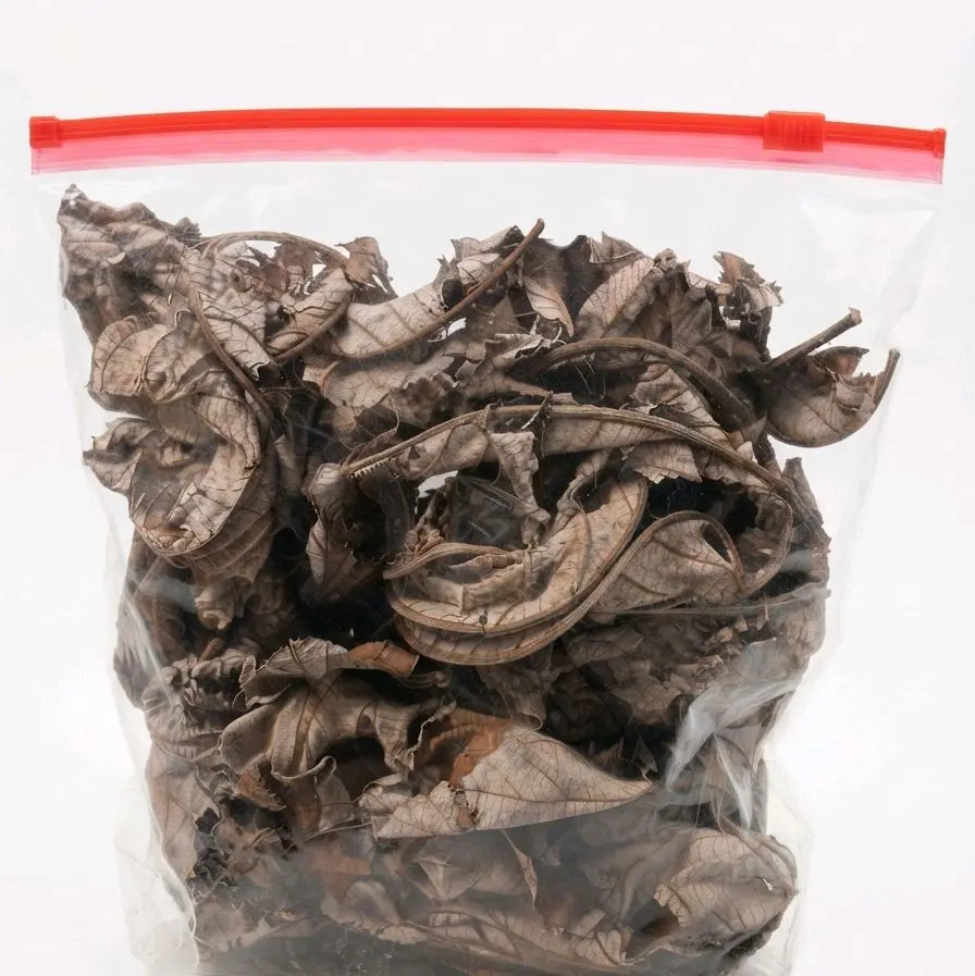 fey twonpet-dried trumpet leaves fey twonpet-dried trumpet leaves