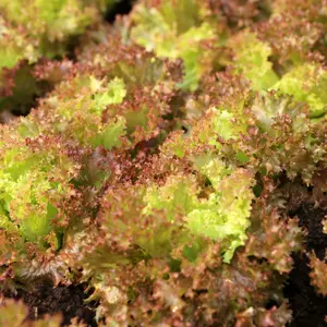 Red Sails Lettuce Seeds (Lactuca sativa) Beautiful red-tinged looseleaf with tender leaves and mild flavor. Heat-tolerant and quick-growing.