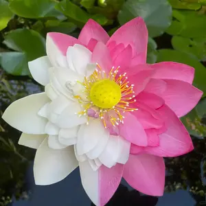 20+Pcs Bowl Lotus Seeds Rare Bicolor Lotus Seeds Pond Water Plants Bonsai Pink White Lotus Seeds for Planting Water Features Garden Grow Easily