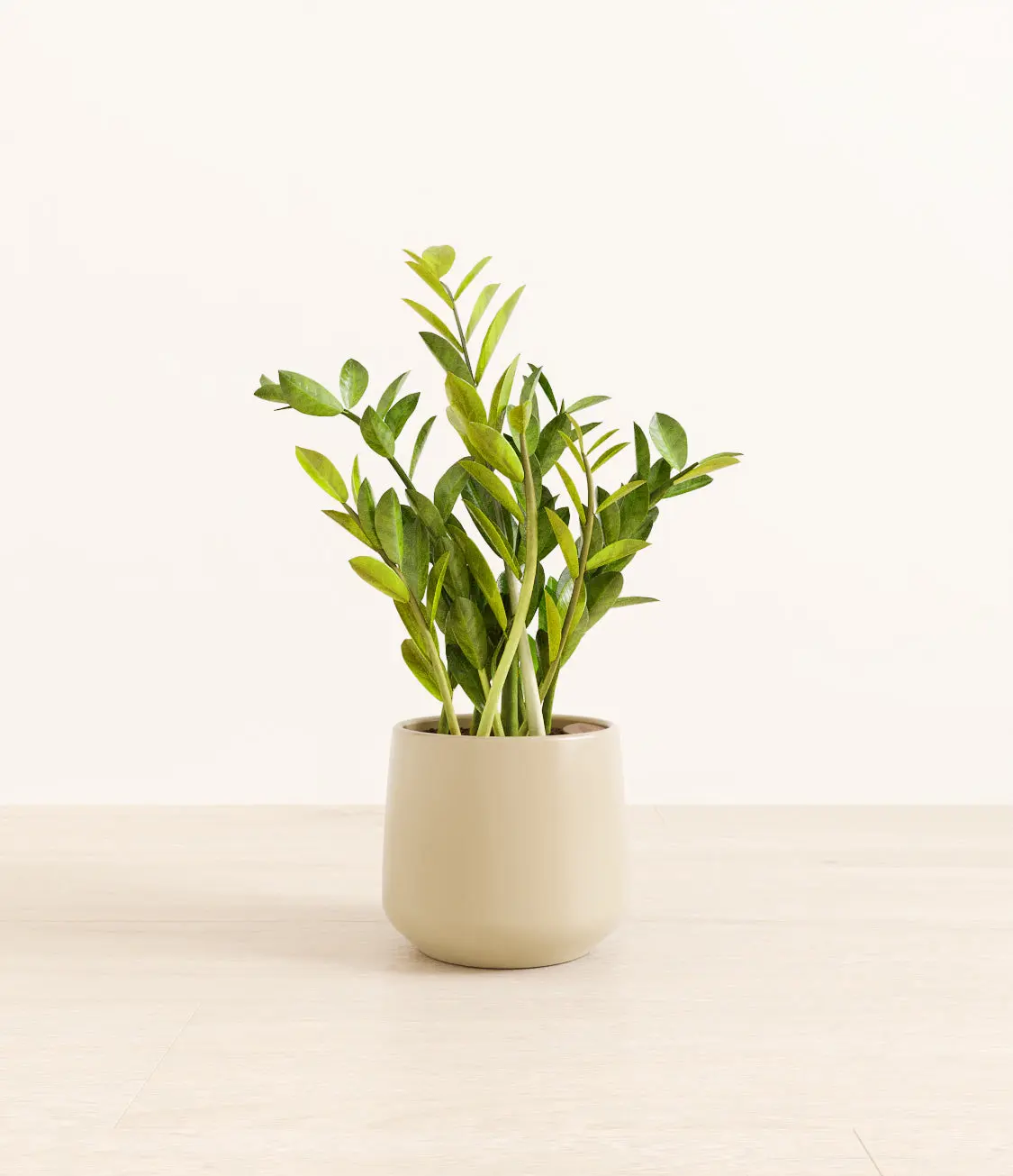 ZZ Plant