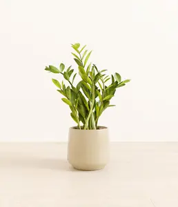 ZZ Plant