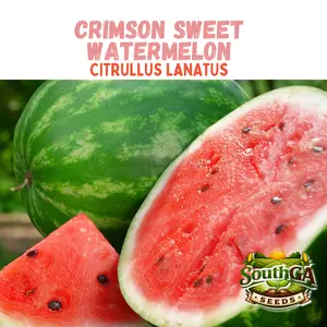 Crimson Sweet Watermelon Seeds (Citrullus lanatus)