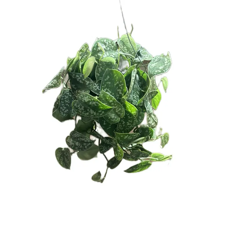Scindapsus Pictus - 6” Pot