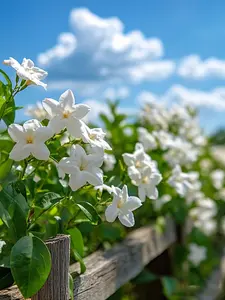 50 Pcs Jasmine Seeds – Jasminum Fragrant Perennial Flower – Perfect for Bonsai, Borders, and Tropical Gardens