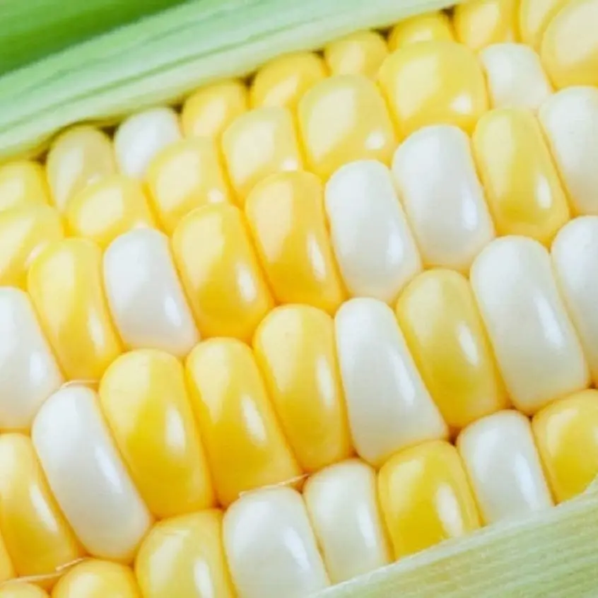 CZ GRAIN 100 Peaches and Cream Sweet Corn Seeds, Easy Gardening Popular Variety for Home Food Planting