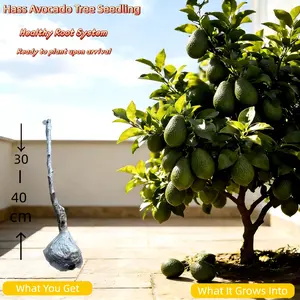 Easy-Grow Dwarf Hass Avocado Tree Live Grafted Plant Bare Root Beginner Friendly for Patio or Backyard Compact Size for Small Yards Indoor Container Gardening