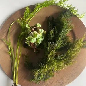 Assorted Floating Plant Bundle-3 plants- Easy aquarium plants! Assorted Floating Plant Bundle-3 plants- Easy aquarium plants!