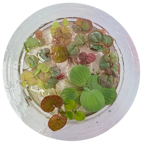 Tofu's Tanks Assorted Floating Plant Bundle - 3 plants - Easy live aquarium plants!
