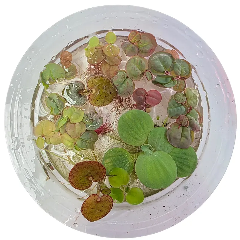 Tofu's Tanks Assorted Floating Plant Bundle - 3 plants - Easy live aquarium plants!