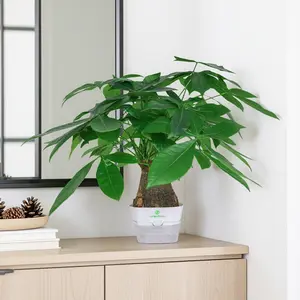 Money Tree Bonsai – Healthy Pachira aquatica seedlings, suitable for home and office planting, an easy-to-care-for indoor plant.
