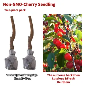 （ZH#ZR）Plum Cherry Tree Seedling – Home Garden Fruit Plant, Sweet Edible Fruit, Easy to Grow, Suitable for Backyard, Patio, and Container Gardening