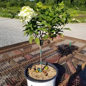 Little Lime Punch® Hydrangea Tree