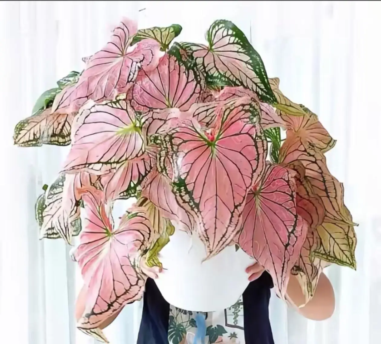 R01 / Caladium Pink Splash Bulb, Tropical Fancy Leaf Angel Wing Plant Starter Bulb, Heart Shaped Foliage With Scattered Pink Splash Marbling & Dark Green Leaf Edges, Shade-Tolerant Starter For Indoor Container Planting