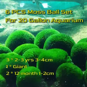 6PCS Live Moss Ball Aqua Plant Pet for 20 Gallon Aquarium Set Wholesale Moss Ball Home Decor Aquarium Plants Easy Maintenance High Resistance mossplantpetaquariumdesk cherryblossomtreedecor floating aquascape s