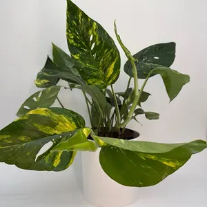 Epipremnum Pinatum Yellow Flame 6" Pot Rare Collector's Plant for Indoor Decor Low Maintenance Bright Indirect Light Air Purifying Easy Care