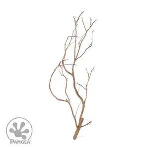 Manzanita Branches for Reptile Enclosures