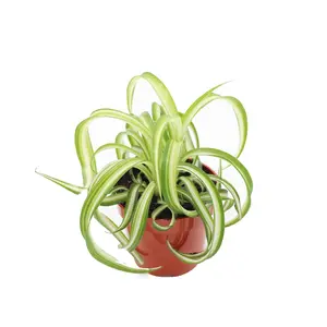 Bonnie Curly Spider Plant - 4" From California Tropicals