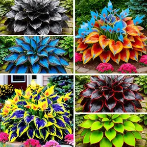 315+ Perennial Mix Color Hosta Flower Seeds - Easy-to-Plant, Shade-Tolerant, Fast-Growing Garden Supplies for Outdoor Borders & Containers