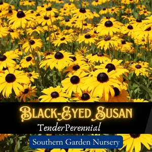 Black-Eyed Susan Rudbeckia Seeds Non-GMO Heirloom Variety Native Wildflowers Easy-to-Grow Perennial Flower Seed Pack for Full Sun Pollinator-Friendly Garden