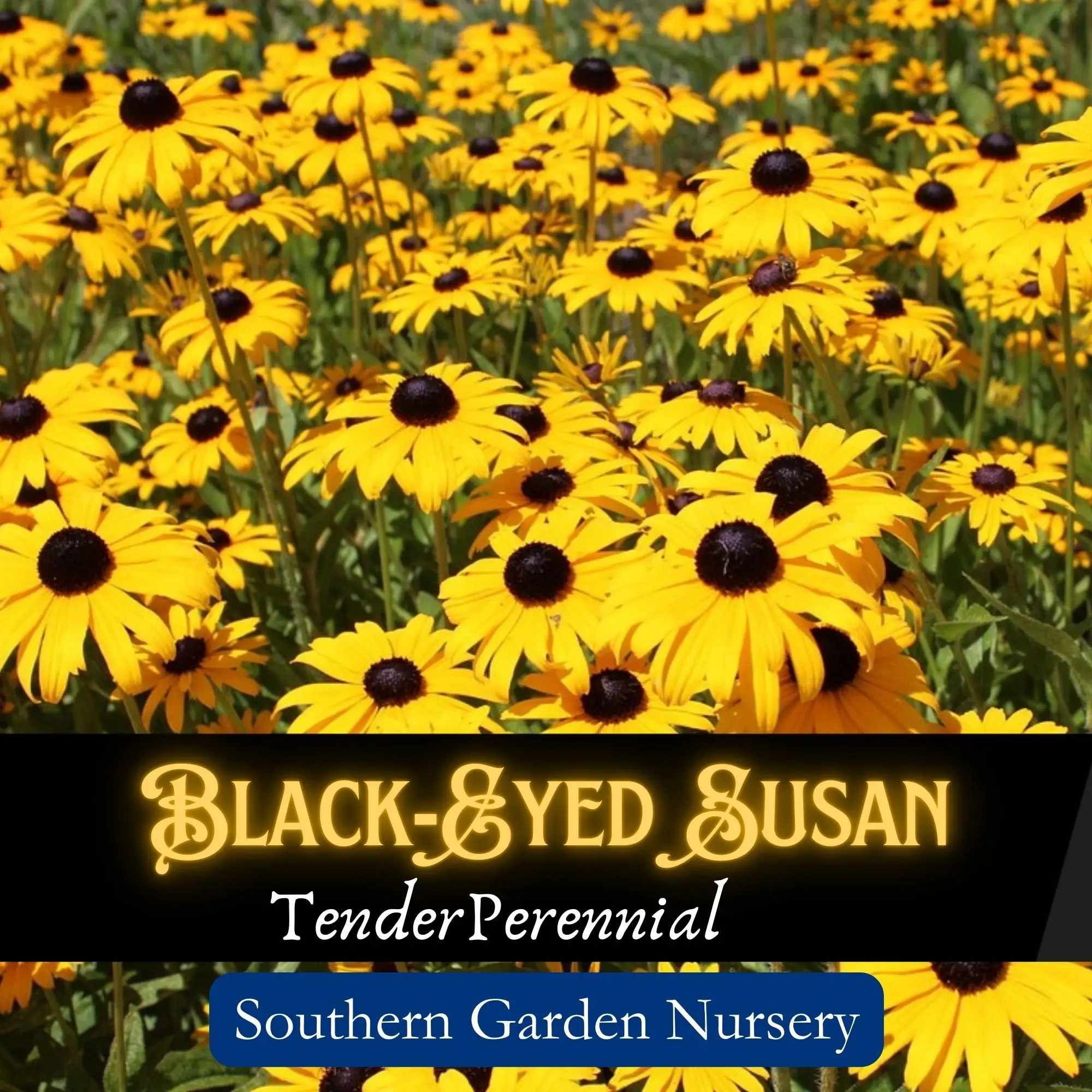 Black-Eyed Susan Rudbeckia Seeds, Non-GMO Heirloom Variety, Native Wildflowers, Easy-to-Grow Perennial Flower Seed Pack for a Full Sun Pollinator-Fri
