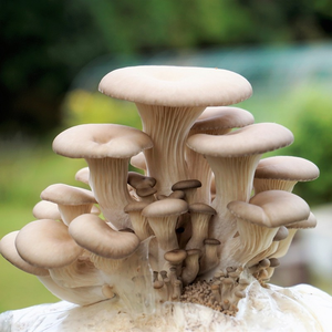 Emily Hubbard Drop Ship