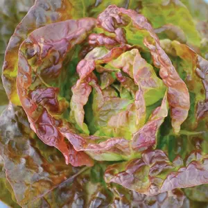 TomorrowSeeds - Bronze Mignonette Butterhead Lettuce Seeds -  Lactuca Sativa Buttercrunch Bibb Head Salad Green Cos Spinach Vegetable Seed 2024