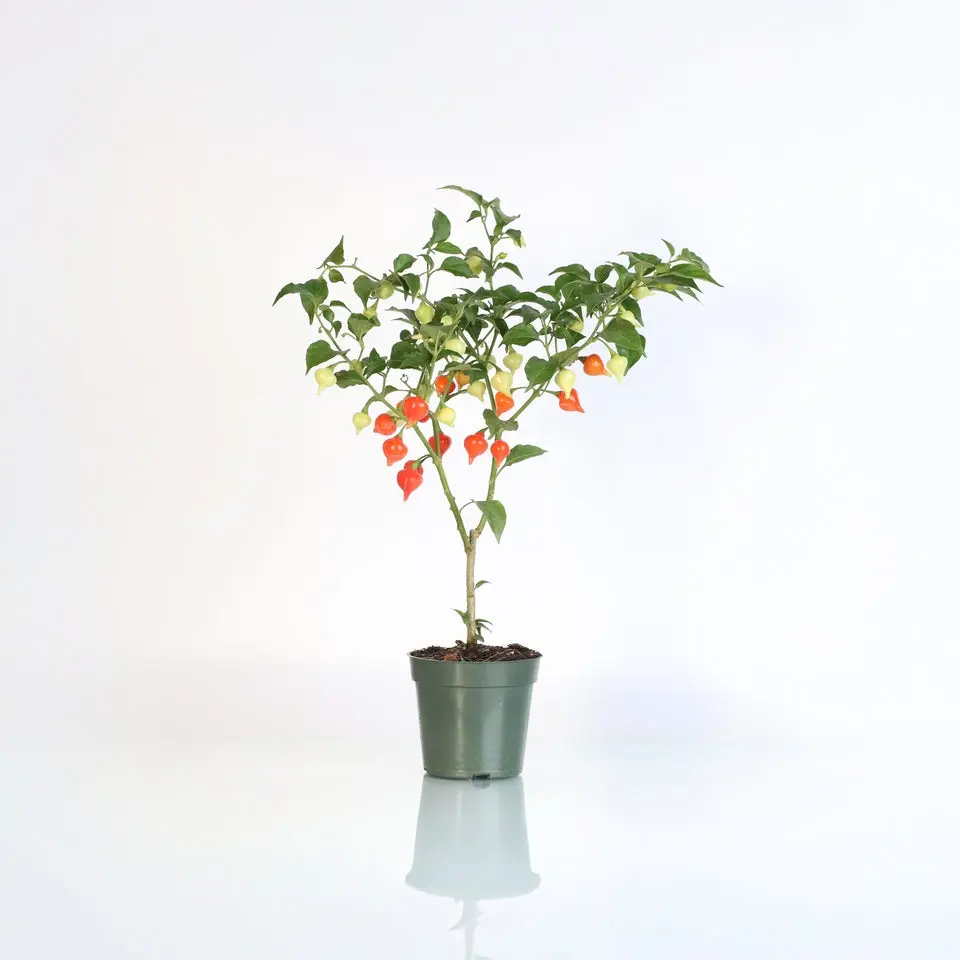 Sweety Drop Pepper Pimenta Biquinho Little Beak Pepper Plant
