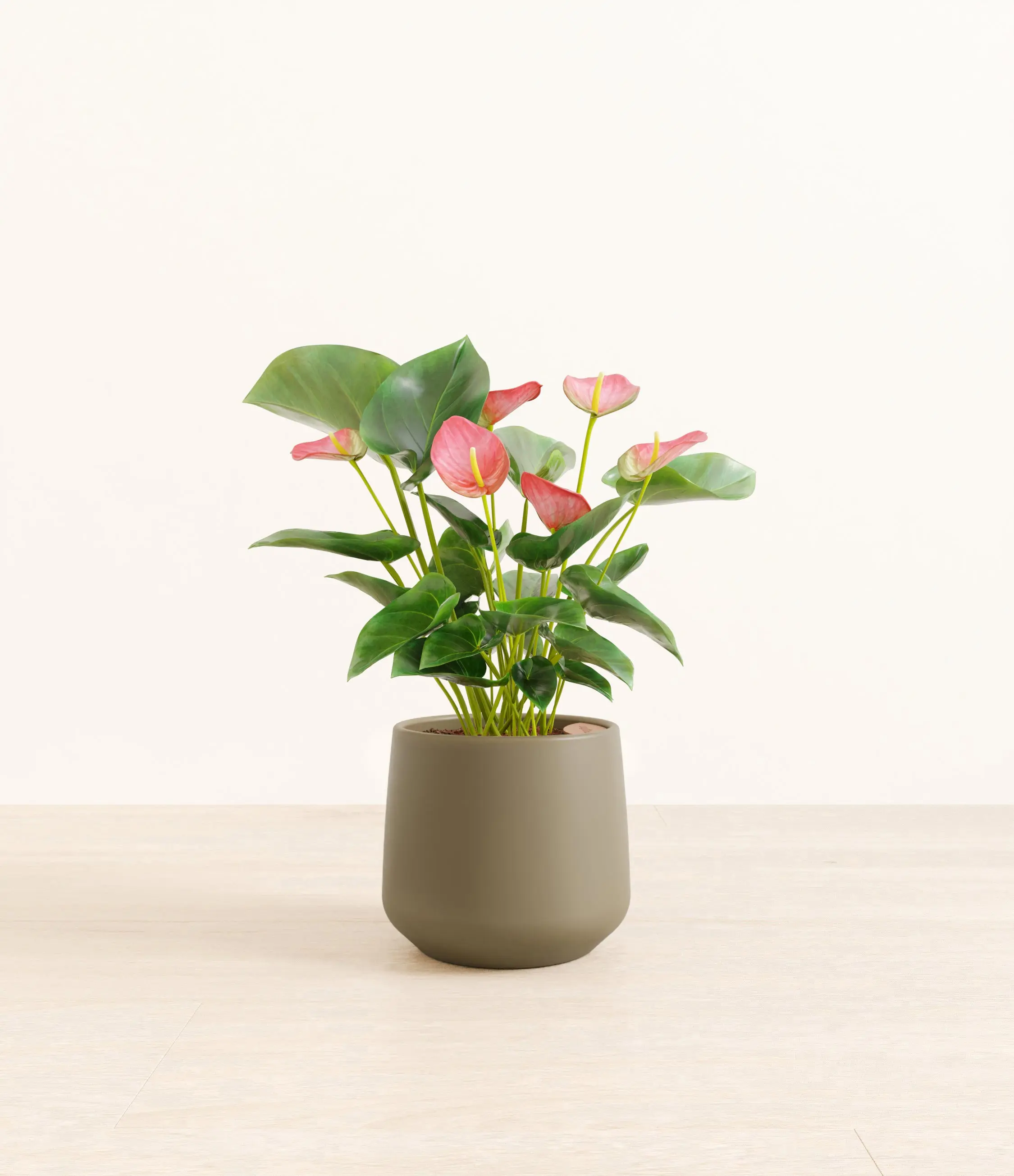 Anthurium Pink Anthurium Pink