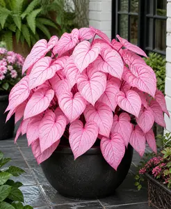 2 Pinky Swear Caladium Bulbs for Planting - Perennial Hosta, Elephant Ears, Fancy (2 Bulbs)