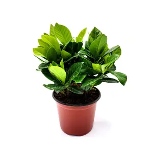 Mature and Live Gardenia, Gardenia Jasminoides, Common Gardenia, – Houseplants, Garden Plants, Flowering Plants, Fragrant Plants, 6" Pot