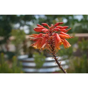 Aloe 'Rooikappie': A Fiery Little Gem, Red Flower Succulent